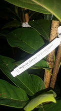 Magnolia 'Cameo'