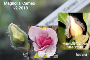Magnolia 'Cameo'