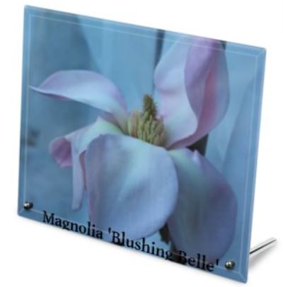 Magnolia 'Blushing Belle' Print