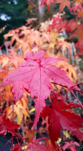 Acer Palmatum 'Sango Kaku' Japanese Maples