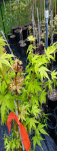 Acer Palmatum 'Sango Kaku' Japanese Maples