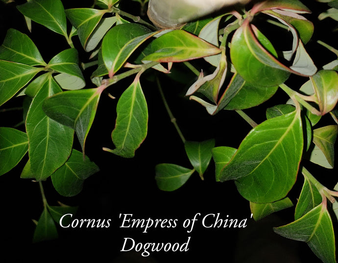 Cornus 'Empress of China'