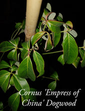 Cornus 'Empress of China'