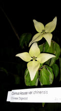 Chinese Dogwood