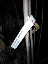 Chinese Dogwood