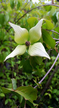 Chinese Dogwood