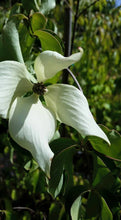 Chinese Dogwood