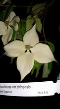Chinese Dogwood
