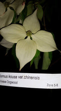 Chinese Dogwood
