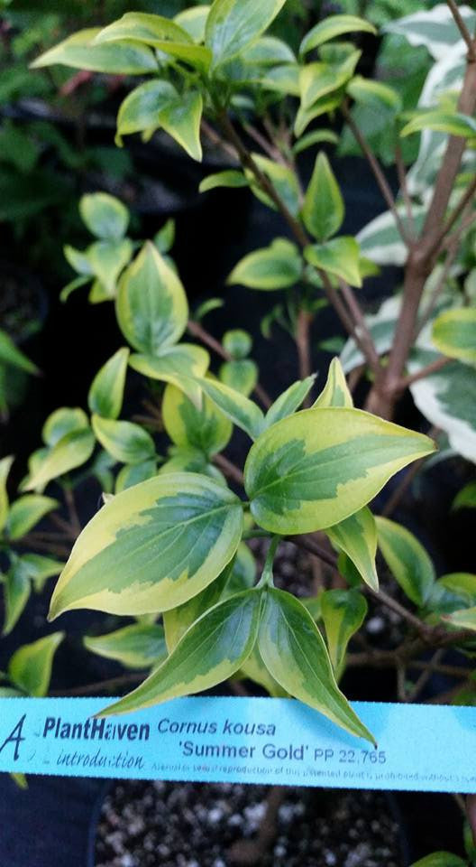Cornus 'Summer Gold' Dogwood