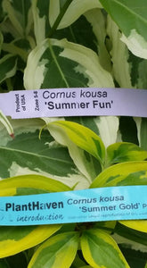 Cornus 'Summer Gold' Dogwood