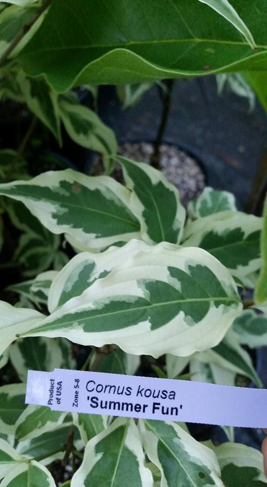 Cornus summer fun dogwood bleuwood nursery