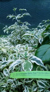 Cornus Variegated 'Stellar Pink' Dogwood