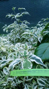 Cornus Variegated 'Stellar Pink' Dogwood