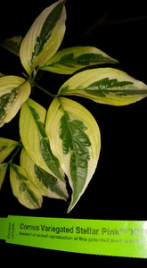 Cornus Variegated 'Stellar Pink' Dogwood
