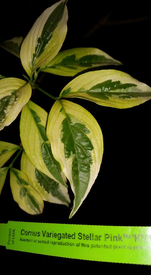 Cornus Variegated 'Stellar Pink' Dogwood