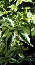 Cornus Variegated 'Stellar Pink' Dogwood