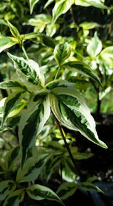 Cornus Variegated 'Stellar Pink' Dogwood