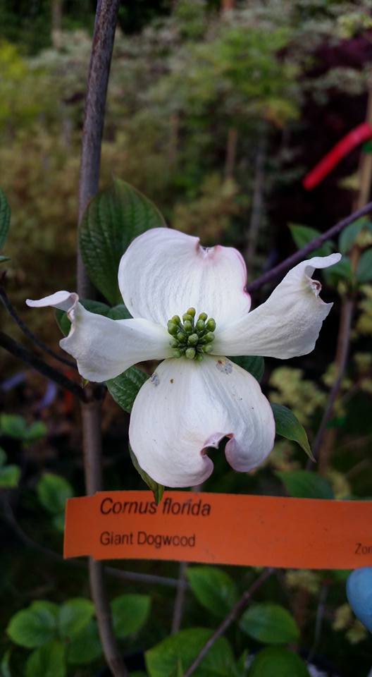 Cornus florida-Flowering Dogwoods (un-Grafted-Disease Resistant Root-Stock) in dogwoods