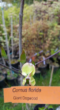 Cornus florida-Flowering Dogwoods (un-Grafted-Disease Resistant Root-Stock) in dogwoods