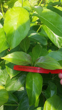 Cornus Florida 'Cherokee Brave' Dogwood