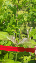 Cornus Florida 'Cherokee Brave' Dogwood