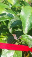 Cornus Florida 'Cherokee Brave' Dogwood