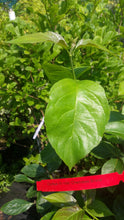 Cornus Florida 'Cherokee Brave' Dogwood