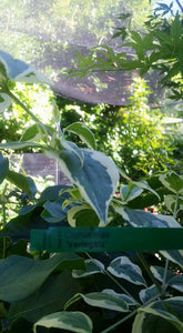 Cornus mass 'variegata' Dogwood