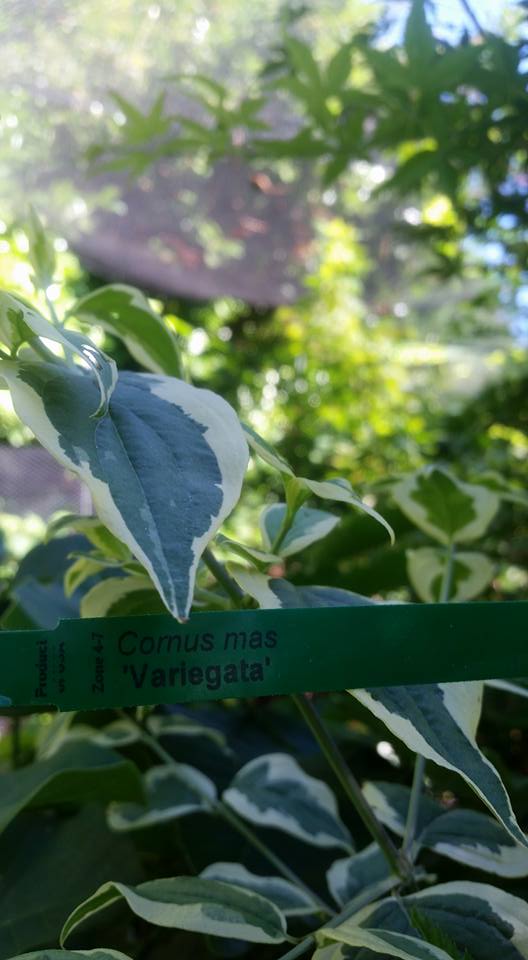 Cornus mass 'variegata' Dogwood – Bleuwood Nursery