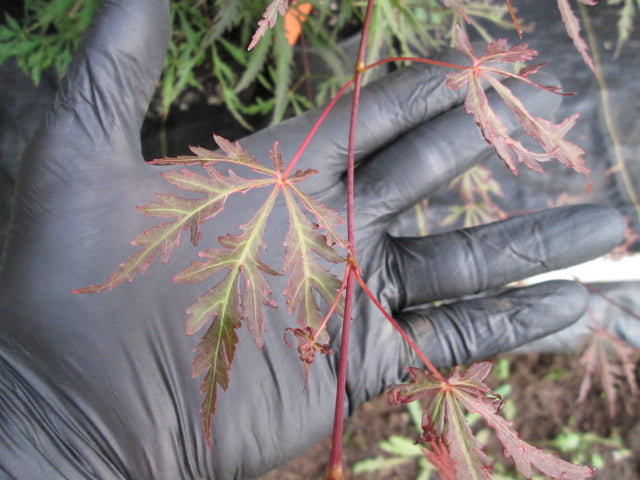 Acer Palmatum 'Crimson Prince' Japanese Maples