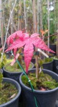Acer Palmatum 'Shin de Shojo' Japanese Maples