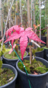Acer Palmatum 'Shin de Shojo' Japanese Maples
