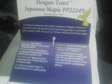Acer Palmatum 'Dragon Tears' Japanese Maples