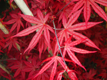 Acer Palmatum 'Dragon Tears' Japanese Maples