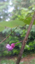 Cercis canadensis 'Eastern Redbud': Other Varieties