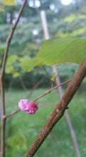 Cercis canadensis 'Eastern Redbud': Other Varieties
