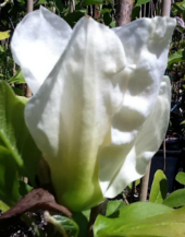 Magnolia 'Elizabeth' print 2 of 2