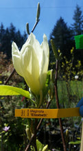 Magnolia 'Elizabeth'