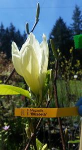 Magnolia 'Elizabeth'