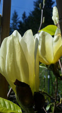 Magnolia 'Elizabeth'
