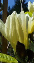 Magnolia 'Elizabeth'