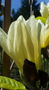 Magnolia 'Elizabeth'