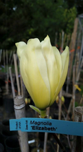 Magnolia 'Elizabeth'