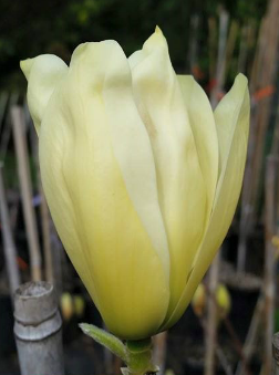 Magnolia 'Elizabeth' print 1 of 2