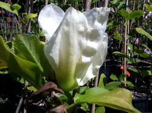 Magnolia 'Elizabeth'