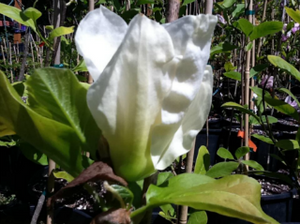 Magnolia 'Elizabeth'