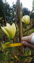Magnolia 'Elizabeth'