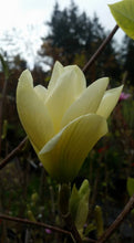 Magnolia 'Elizabeth'