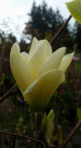 Magnolia 'Elizabeth'